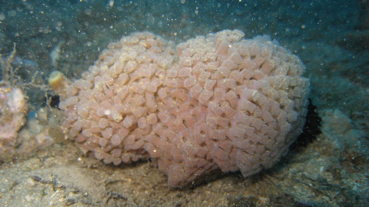 011 Ponte Murex (Ponte de Hexaplex trunculus).JPG - Ponte Murex (Ponte de Hexaplex trunculus) : A ne pas confondre avec la ponte de Bulot qui n'existe pas en Méditerranée